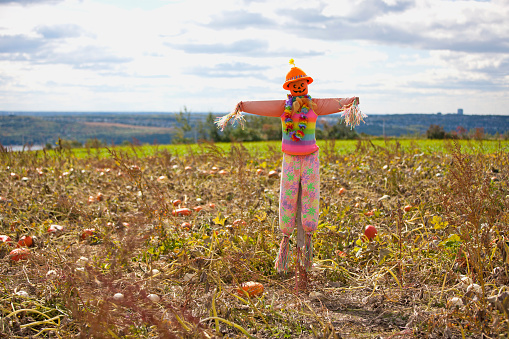 A brightly colored scarecrow stands watch at a sunflower forest at a farm's pumpkin patch.