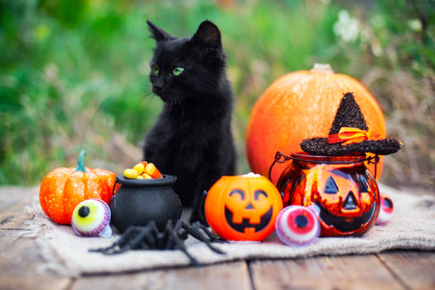 istock Halloween pumpkin and black cat on wooden background 1278497191