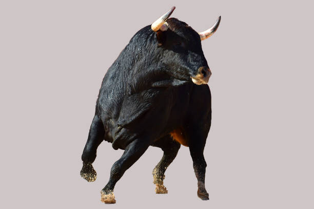 istock Spanish black bull with big horns 1278497444