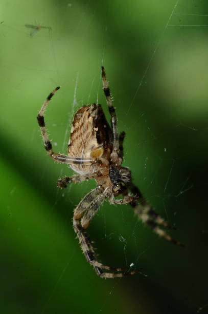 istock Garden spider in France 1278498061