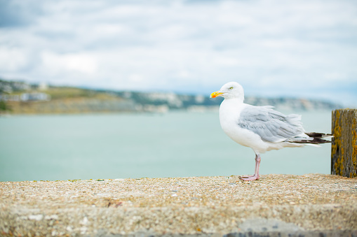 Herring gull, Larus argentatus, single bird on rock, Scotland