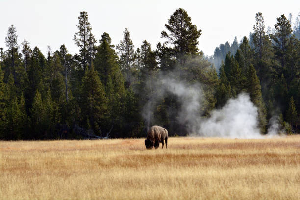 istock Large Bison Roaming in Yellowstone 1278498326