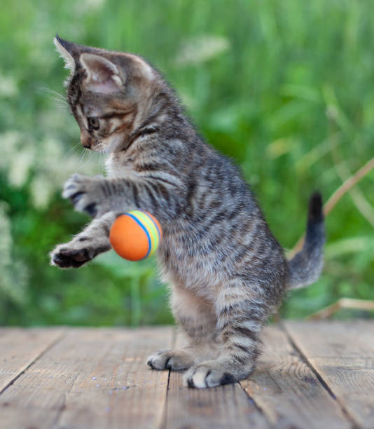 istock Little kitten playing and enjoys with orange ball in back yard 1278498417