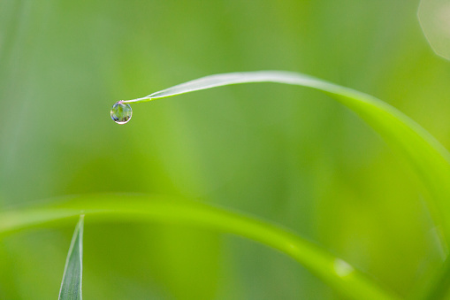 Very shallow focus on a little water droplet barely hanging onto the end of a leaf.