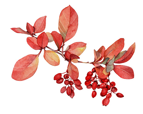 Watercolor red autumn branch with leaves and berries barberry isolated on white background. Art creative realistic hand-drawn object for sticker, wallpaper, florist, notebook, celebration, wrapping