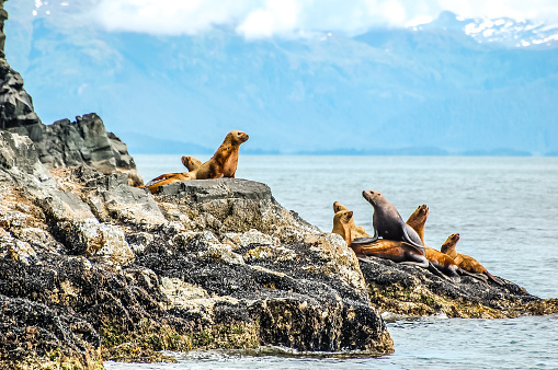 The beauty of the Prince William Sound wildlife was on full display as sea lions frolicked on the rocks