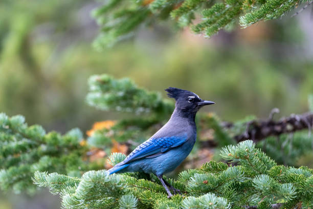 A stellar jay blue bird perched on a pine tree in Rocky Mountain National Park in Colorado A stellar jay blue bird perched on a pine tree in Rocky Mountain National Park in Colorado jay stock pictures, royalty-free photos & images