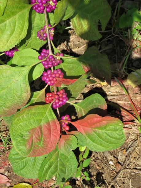 istock Beautyberry Bush, Purple Berries. 1278505908