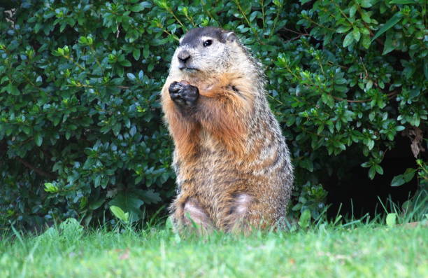 Groundhog (Woodchuck) A groundhog eating acorns in my backyard in Forest, Virginia, on October 2, 2020. groundhog day stock pictures, royalty-free photos & images