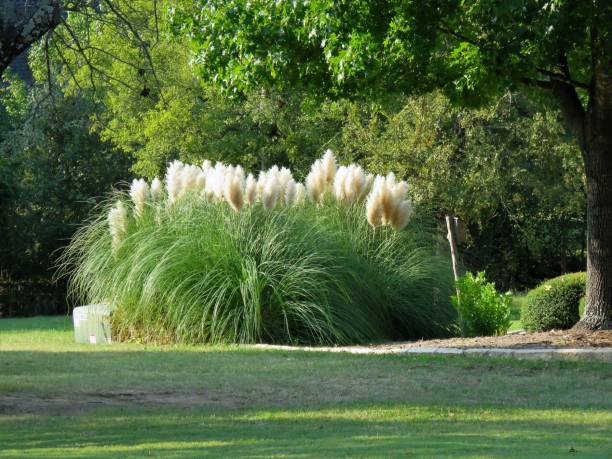 Pampas Grass Pampas Grass with full plumes in landscaping. Christine Kohler stock pictures, royalty-free photos & images