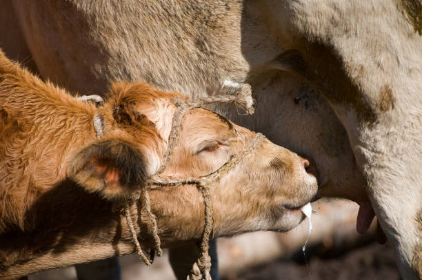 istock The calf drinks the mother's milk 1278506740