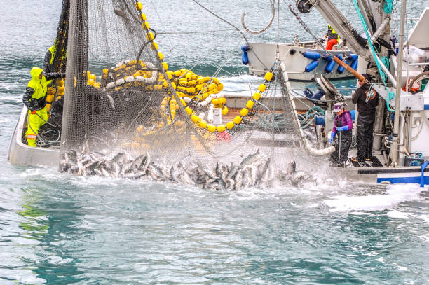 commercial fishing in alaska - alaskan salmon imagens e fotografias de stock