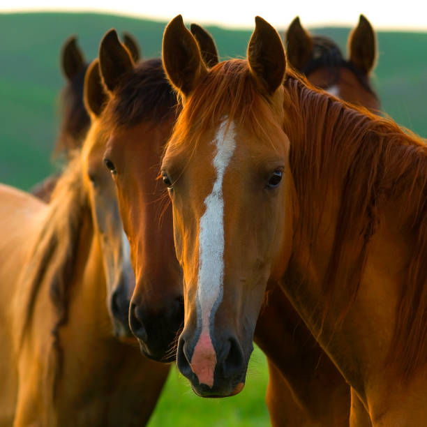 Close-up of horses with raised ears looking warily into the lens in backlight on a hilly pasture