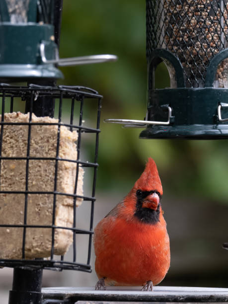 istock Male Cardinal (Bird) at a Bird Feeder 1278507733