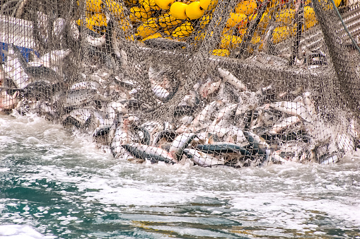 Commercial fishing in the Valdez harbor involves lots of fish. The pink salmon are gathered up and will soon be taken to canneries.
