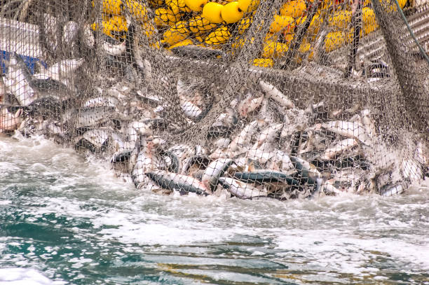 Commercial Fishing in Alaska Commercial fishing in the Valdez harbor involves lots of fish. The pink salmon are gathered up and will soon be taken to canneries. netting stock pictures, royalty-free photos & images