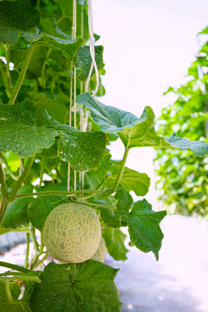 istock Green fresh organic melon farm inside greenhouse 1278508597