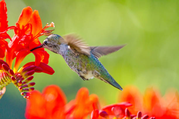 istock Anna's hummingbird (Calypte anna), BC, Canada 1278508677