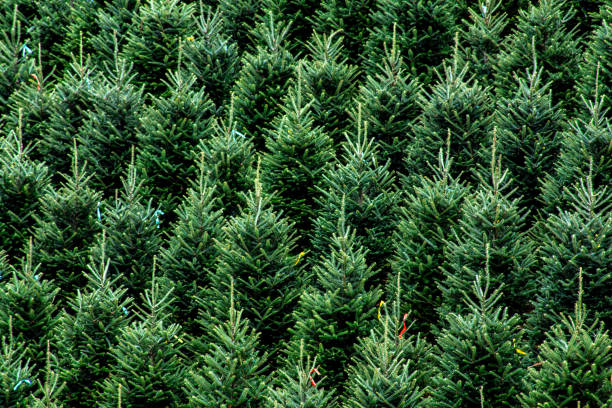 Lines of Christmas trees on the farm stock photo