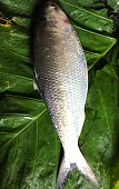 hilsa-fisch.jpg?b=1&s=170x170&k=20&c=cBt