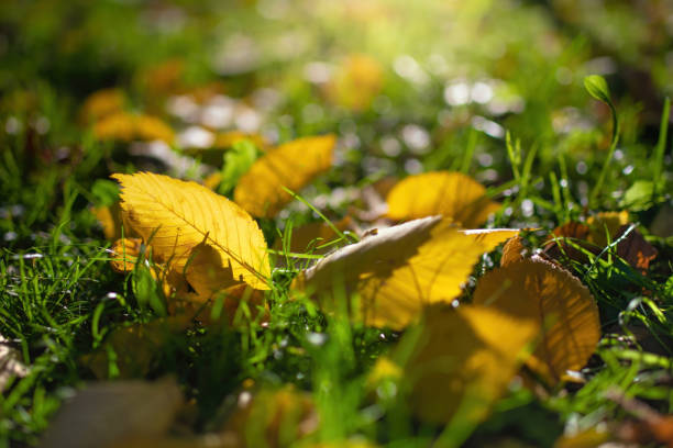 istock Leaves in various autumnal colors 1278512700