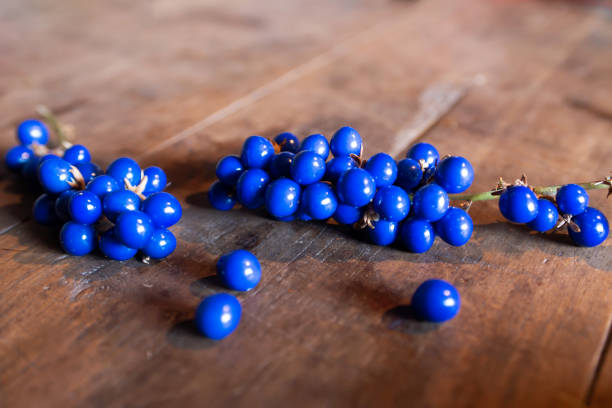 Closeup ophiopogon japonicus blue fruit