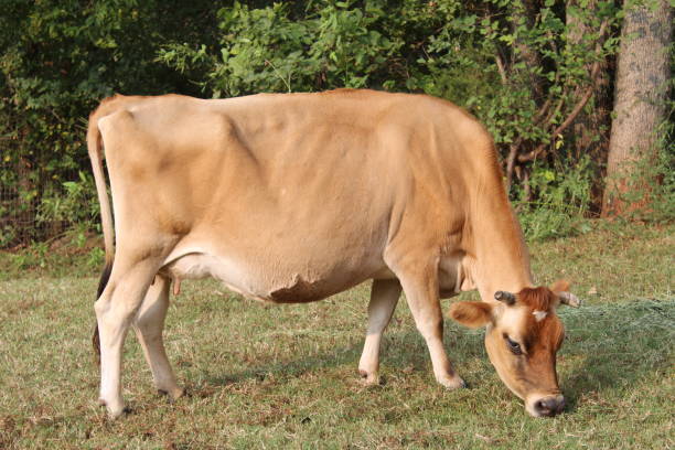 istock Jersey Cow Grazing in Oklahoma 1278513482