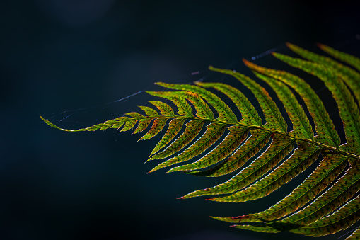 Close-up of a fern in the lush forest.