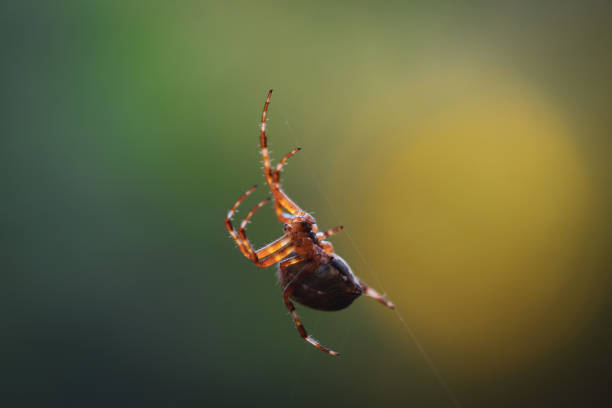 Close-up Of An Orb Weaver Spider Hanging On A Web Close-up of a spider on a web. saanich peninsula photos stock pictures, royalty-free photos & images