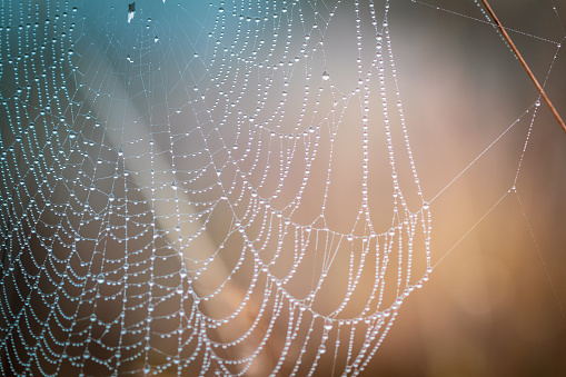 Macrophotograph of a delicate spider web is suspended in a pine tree .