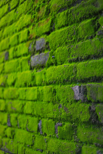 istock Big amount of green moss on brick wall. 1278518513