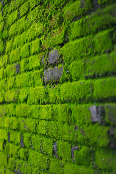 istock Big amount of green moss on brick wall. 1278518515