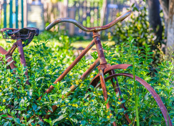 A rusted bicycle is left to being reclaimed by nature in a green field of plants