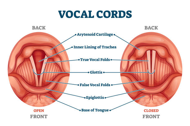 Vocal cords labeled anatomical and medical structure and location scheme Vocal cords labeled anatomical and medical structure and location scheme. Organ back or front view with closed and open positions comparison diagram vector illustration. Human voice sound inner parts larynx stock illustrations