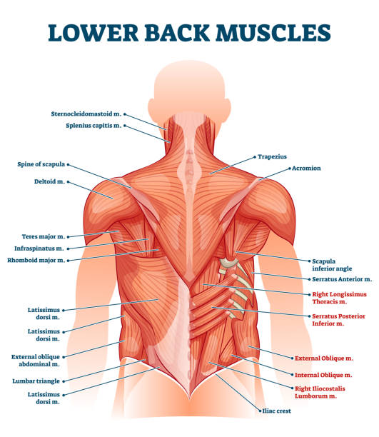 ilustrações de stock, clip art, desenhos animados e ícones de lower back muscles labeled educational anatomical scheme vector illustration - deltoid