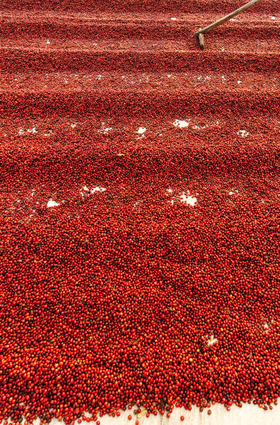 istock Coffee beans drying in the sun. Coffee plantations at farm 1278522048