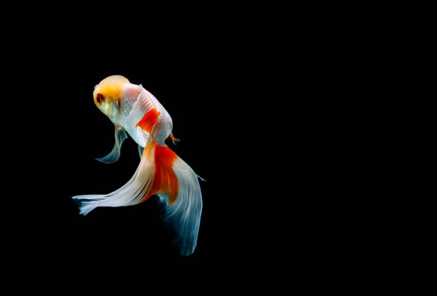 istock goldfish isolated on a dark black background 1278522077