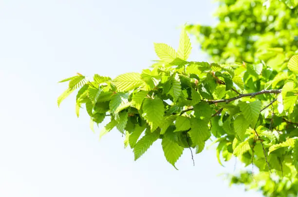 a branch of a common hornbeam on a sunny day in summer with fresh green leaves