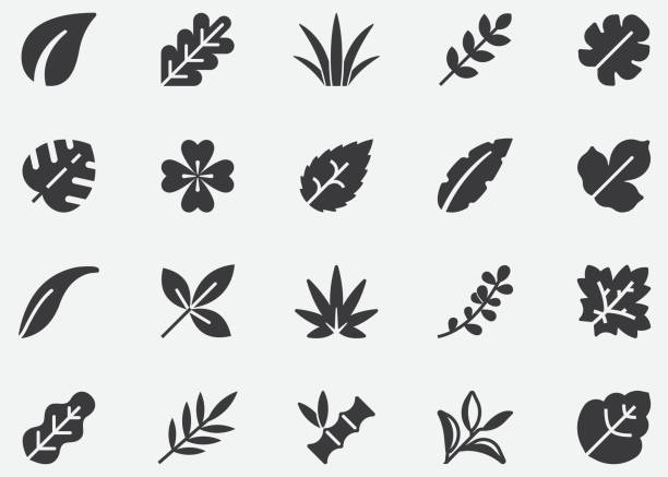 ilustraciones, imágenes clip art, dibujos animados e iconos de stock de hoja ,natural ,árbol ,planta , otoño, pixel iconos perfectos - tea crop leaf freshness organic