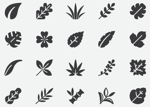 잎, 자연, 나무, 식물, 가을, 픽셀 완벽한 아이콘 - spring oak tree leaf oak leaf stock illustrations