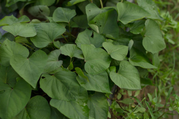 istock Japan agriculture sweet potato 1278523429