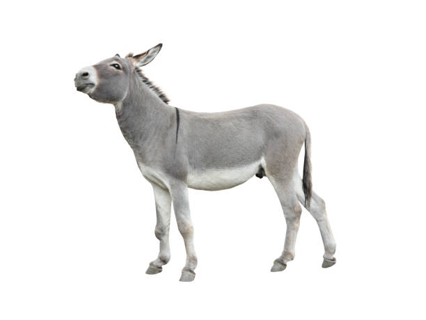 burro de ensueño aislado en blanco - mulish fotografías e imágenes de stock