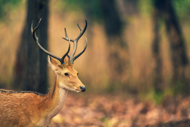 Male Barasingha or Rucervus duvaucelii or Swamp deer closeup of elusive and vulnerable animal at kanha national park or tiger reserve madhya pradesh india stock photo