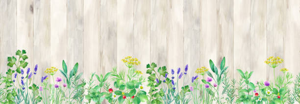 나무 울타리를 배경으로 허브 정원의 수채화 그림. 배경 화면 (원활한 패턴) - herb chive parsley herb garden stock illustrations