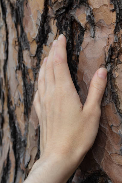 concept of saving the world Asian woman touching a tree