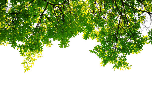 istock leaf and branch isolated on white background 1278528605