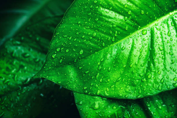istock water drops on leaf, green nature background 1278529123