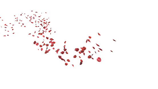 Red rose petals floating in curve flow path on white background with Clipping Path, 3D Illustration.