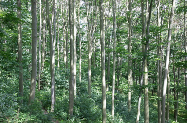 istock Sun beams through thick trees branches in dense green forest, Czech Republic 1278531933