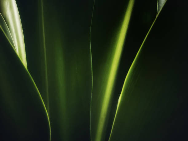 istock Abstact dark green long leaves. 1278533269